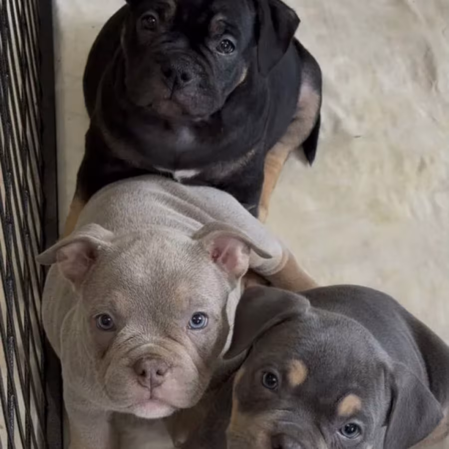 Playful American Pit Bull Terrier Puppies for Sale in New York (NY)