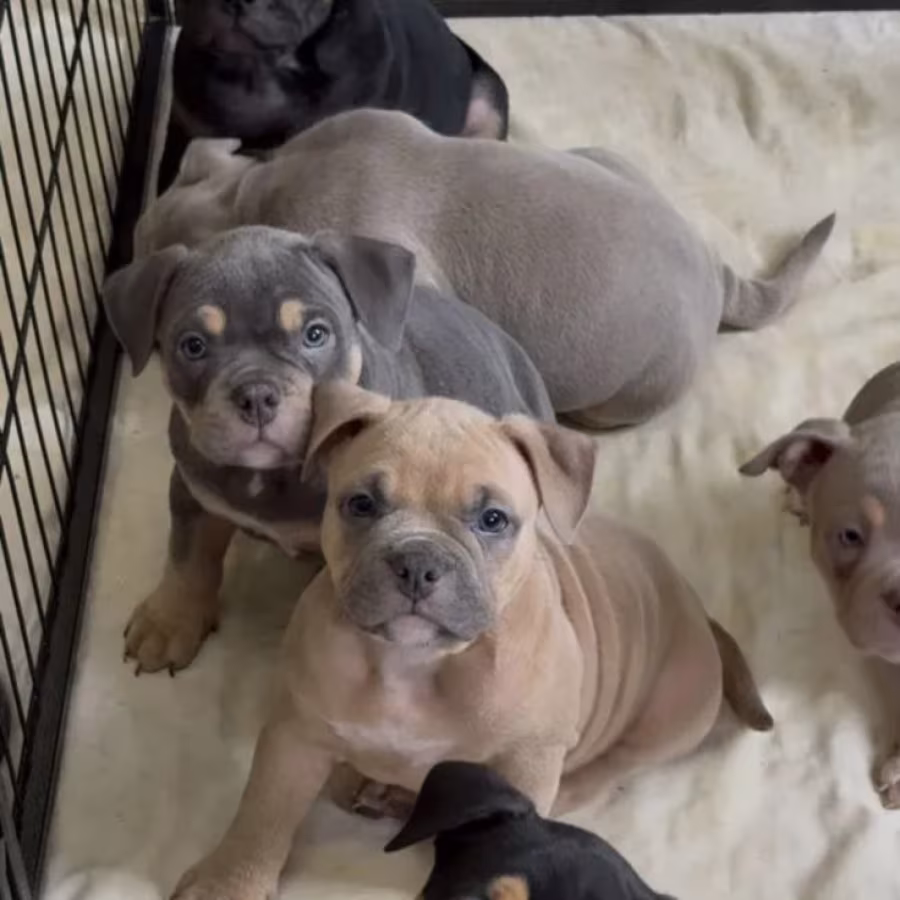 Playful American Pit Bull Terrier Puppies for Sale in New York (NY)