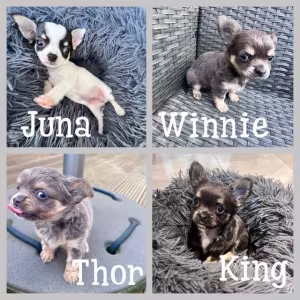 Lovely chihauhau pupppies male and female for re_home