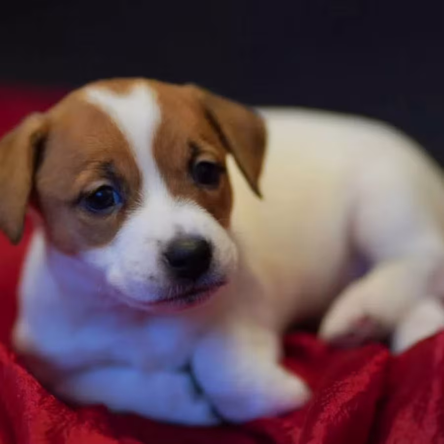 Jack Russell Terrier Puppies for Sale in Texas (TX)