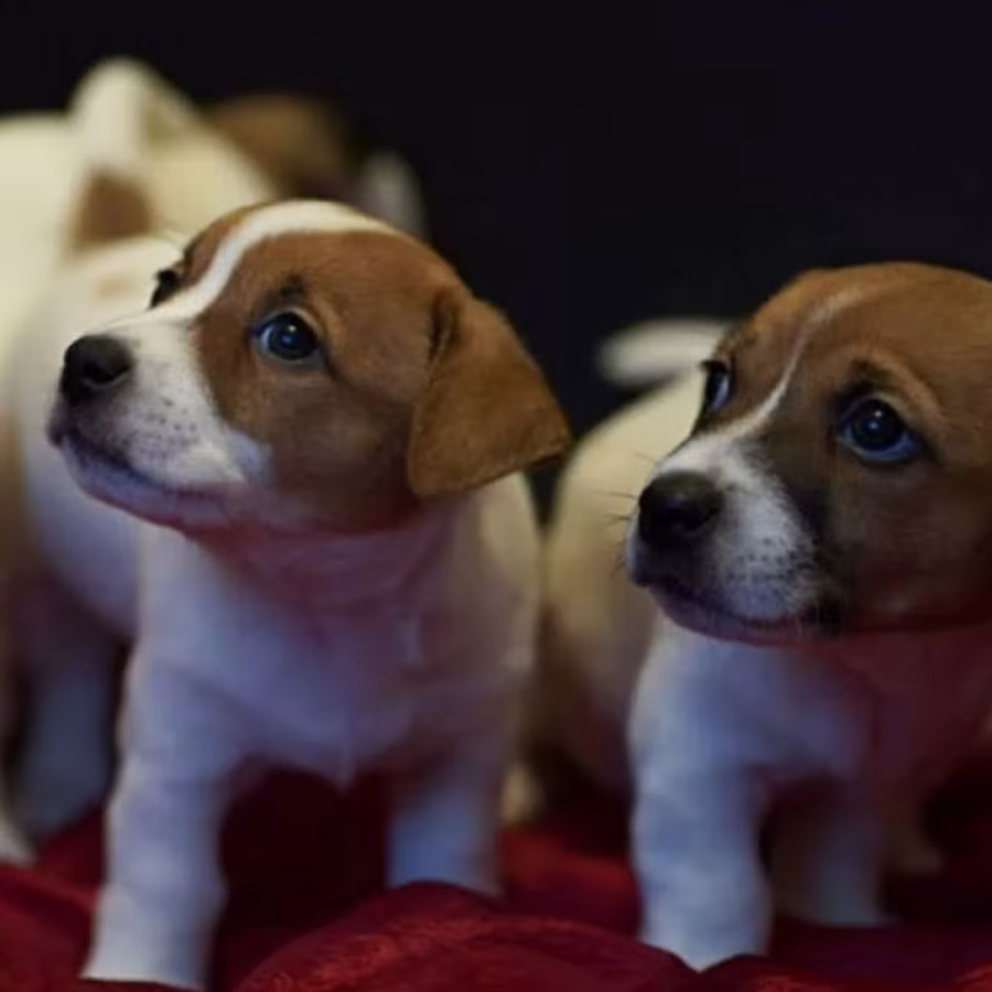 Jack Russell Terrier Puppies for Sale in Texas (TX)