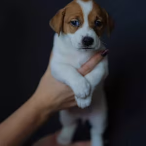 Jack Russell Terrier Puppies for Sale in Texas (TX)