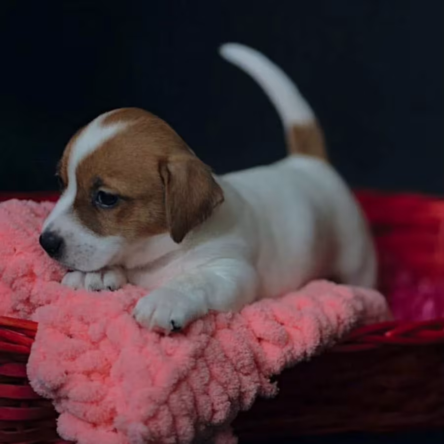 Jack Russell Terrier Puppies for Sale in Texas (TX)
