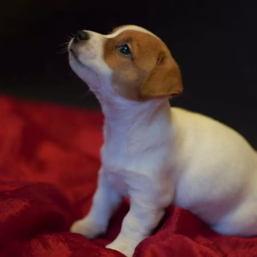 Jack Russell Terrier Puppies for Sale in Texas (TX)