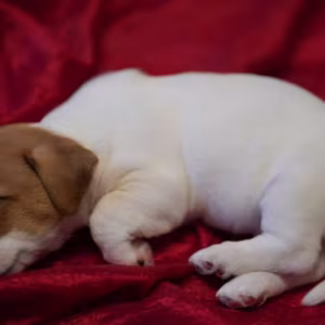 Jack Russell Terrier Puppies for Sale in Texas (TX)