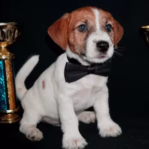 Female Jack Russell Terrier Available Last Puppy Left