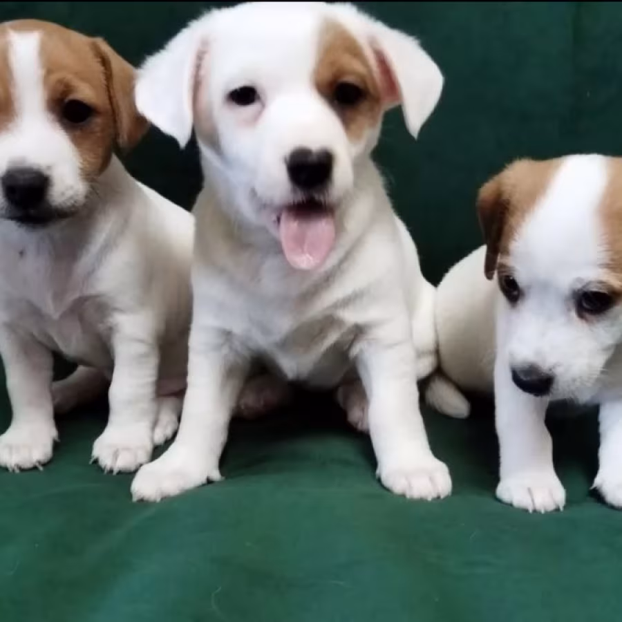 Jack Russell Terrier Boys and Girls Looking for Homes in California...
