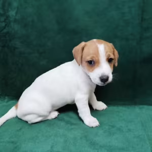 Jack Russell Terrier Boys and Girls Looking for Homes in California...
