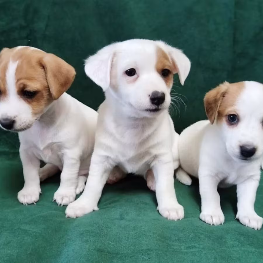 Jack Russell Terrier Boys and Girls Looking for Homes in California...