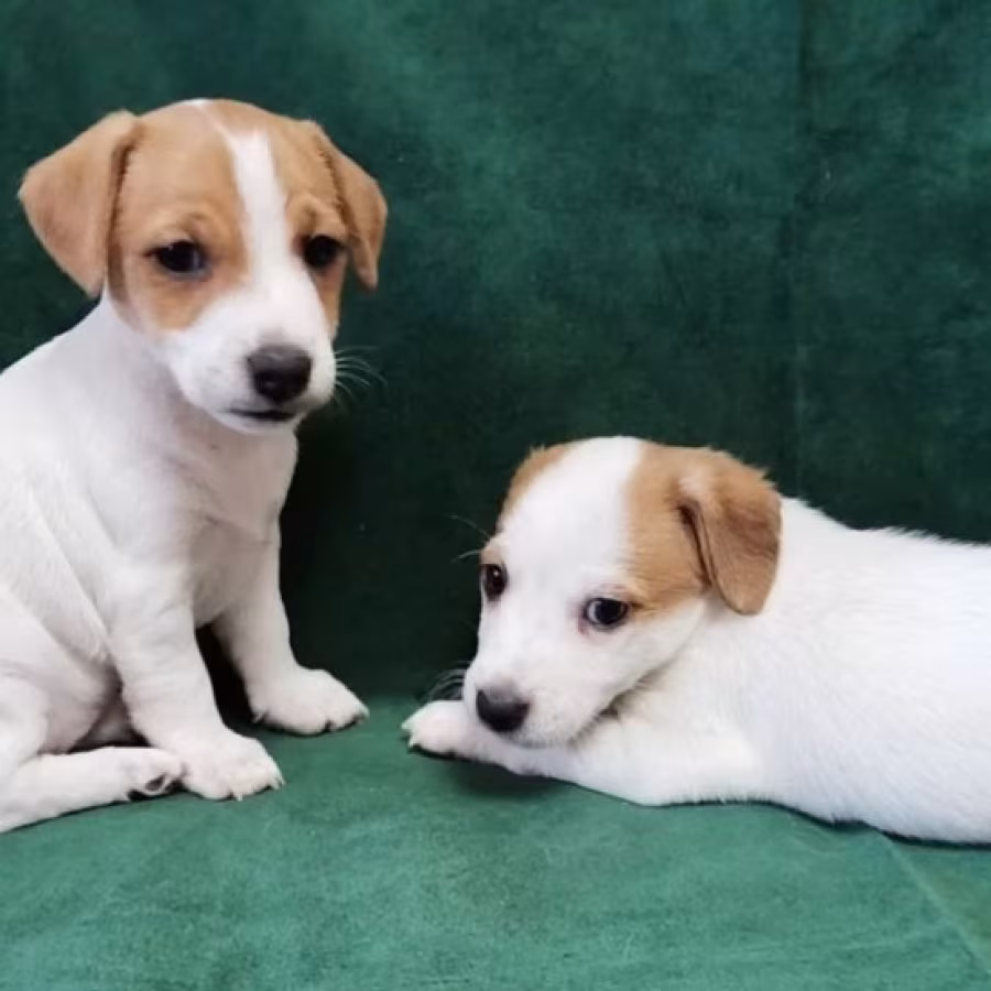 Jack Russell Terrier Boys and Girls Looking for Homes in California...