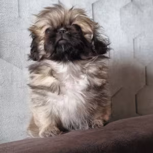 Pekingese Puppies for Sale in Florida (FL)