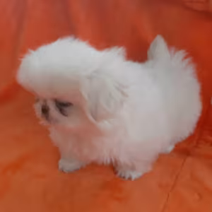 Pekingese Boy and Girl Available in the Bronx (NY)