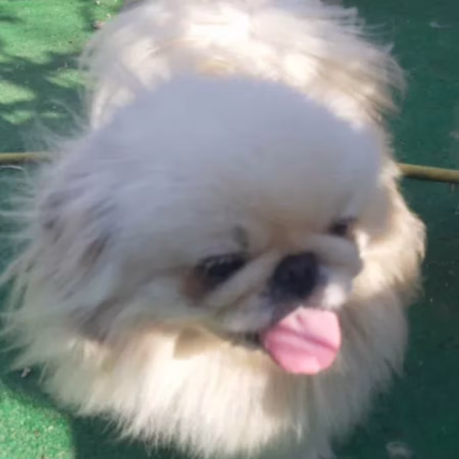 Pekingese Boy and Girl Available in the Bronx (NY)