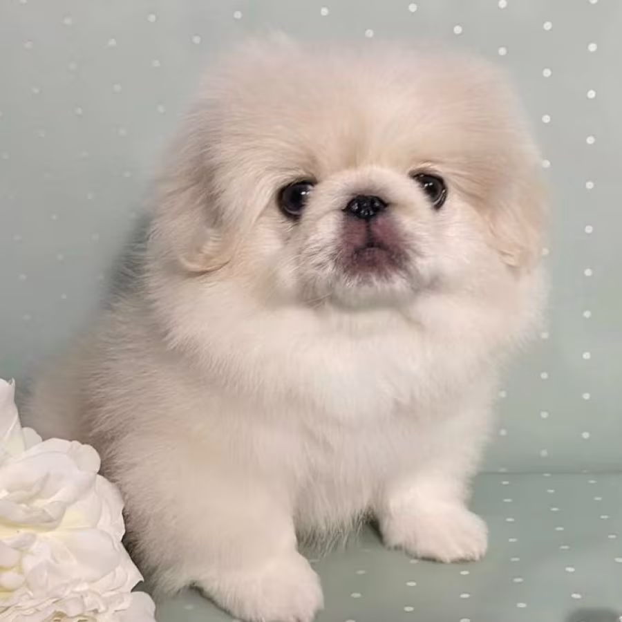 Pekingese Boy for Sale in Texas (TX)