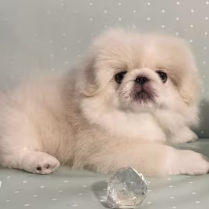 Pekingese Boy for Sale in Texas (TX)