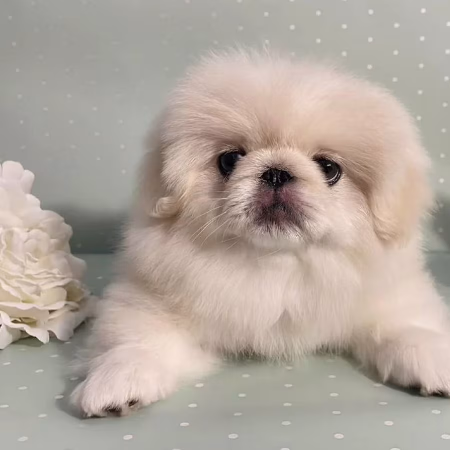 Pekingese Boy for Sale in Texas (TX)
