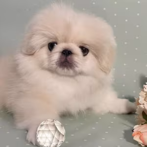 Pekingese Boy for Sale in Texas (TX)