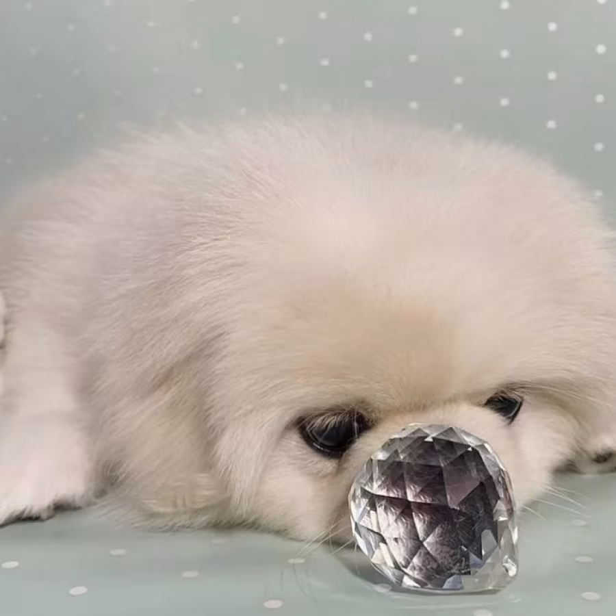 Pekingese Boy for Sale in Texas (TX)