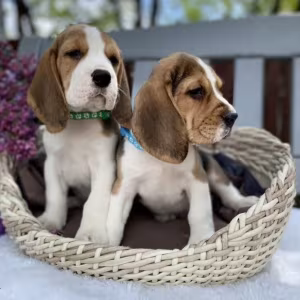 Beagle Puppies for Sale in California (CA)