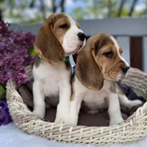 Beagle Puppies for Sale in California (CA)