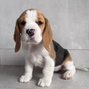 12-Week-Old Beagle Girl Looking for a Home in Texas (TX)