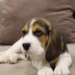 Beagle Boy for Sale 6 Weeks Old in New York (NY)