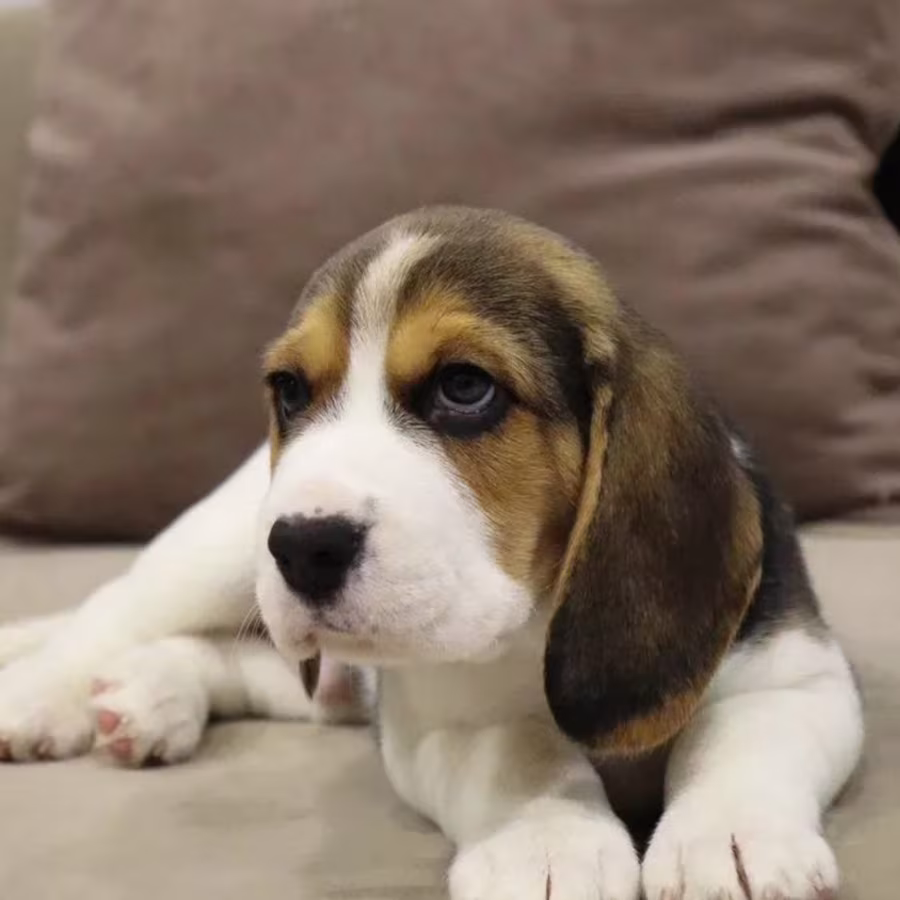 Beagle Boy for Sale 6 Weeks Old in New York (NY)