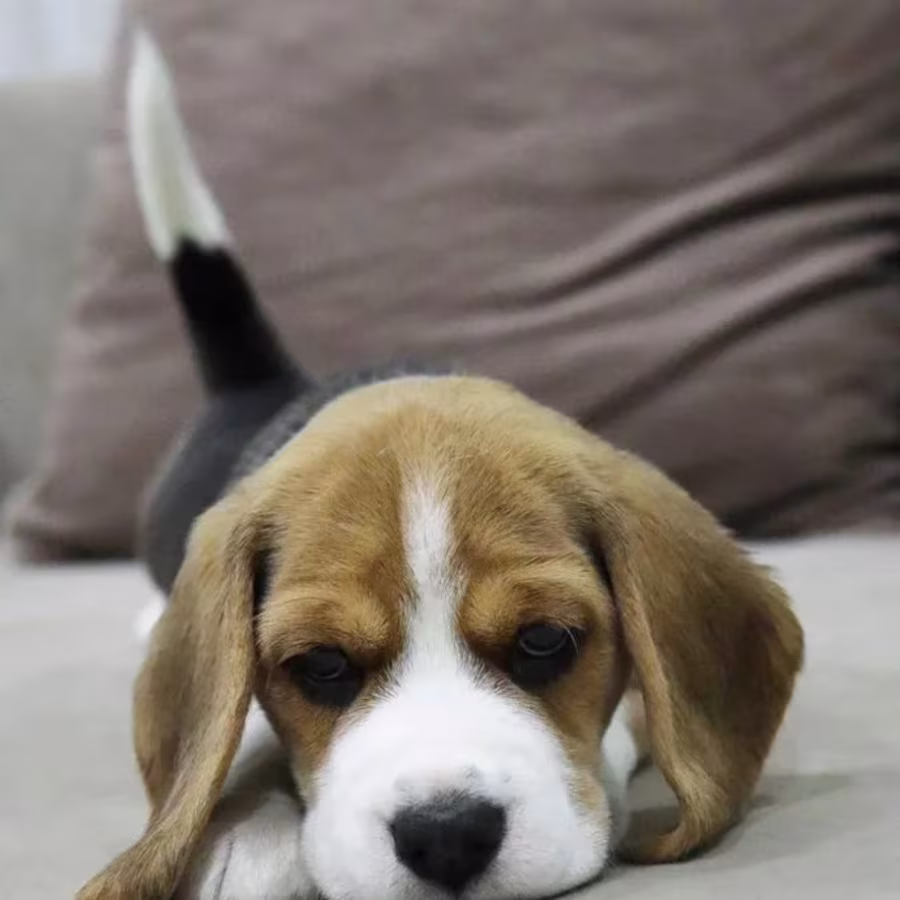 Beagle Boy for Sale 6 Weeks Old in New York (NY)