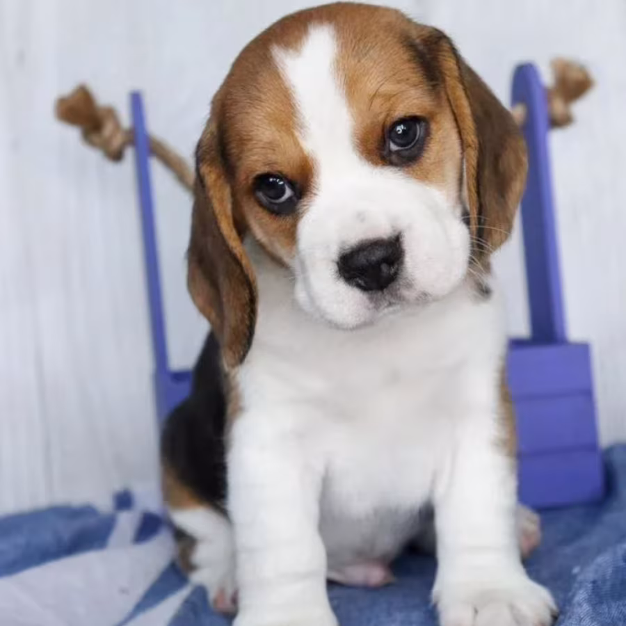 Beagle Boy for Sale 6 Weeks Old in New York (NY)