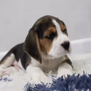 Beagle Boy for Sale 6 Weeks Old in New York (NY)