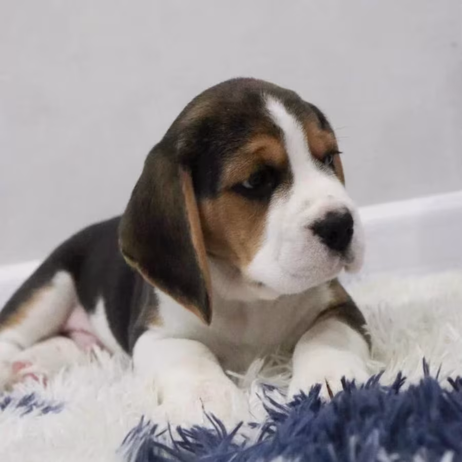 Beagle Boy for Sale 6 Weeks Old in New York (NY)