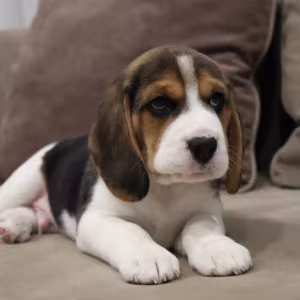 Beagle Boy for Sale 6 Weeks Old in New York (NY)
