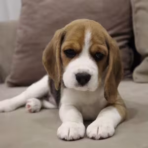 Beagle Boy for Sale 6 Weeks Old in New York (NY)