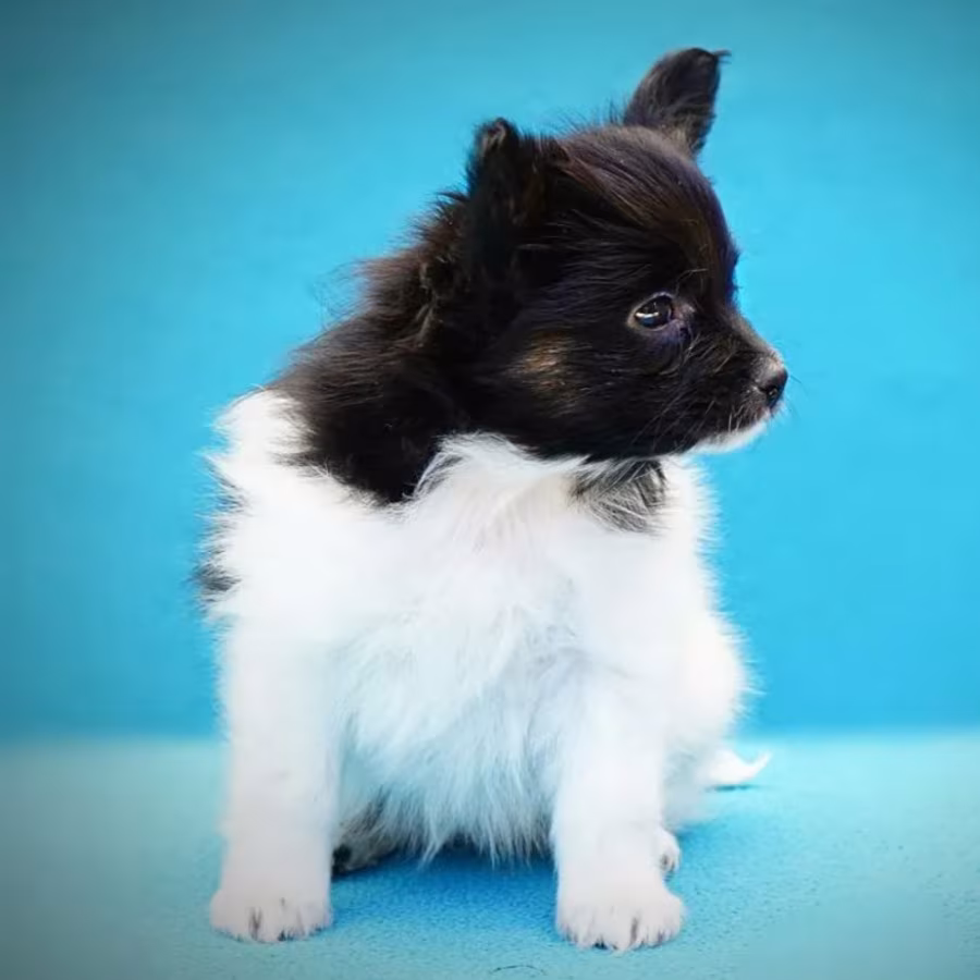 Papillon Puppies for Sale in New York (NY)