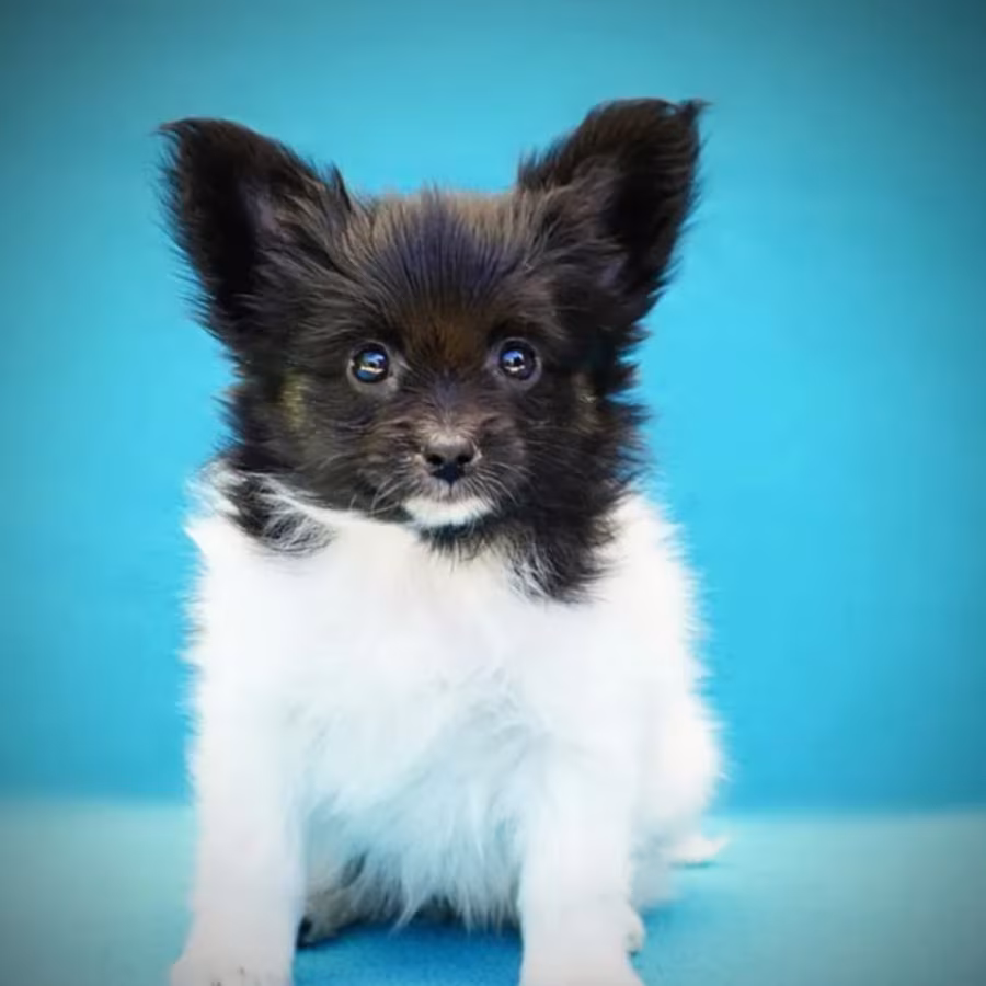 Papillon Puppies for Sale in New York (NY)