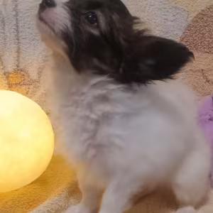 Papillon Boy and Girl Looking for a Home in California (CA)