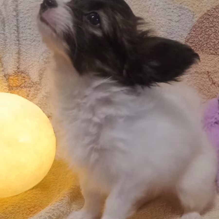 Papillon Boy and Girl Looking for a Home in California (CA)