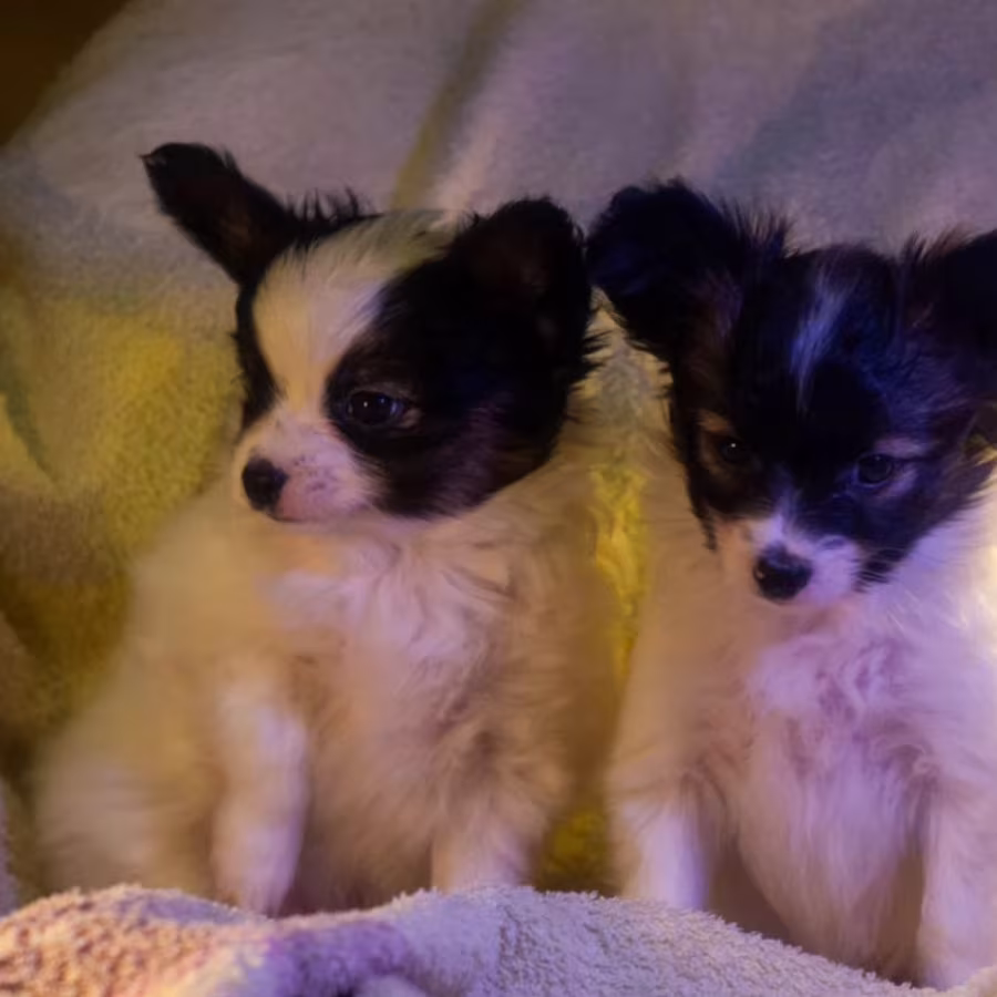 Papillon Boy and Girl Looking for a Home in California (CA)