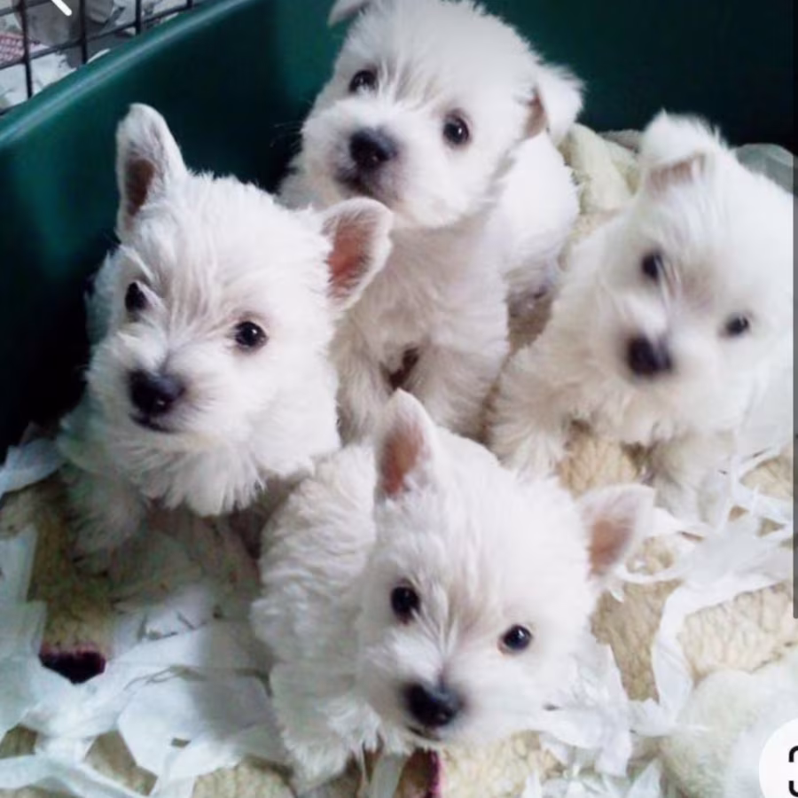 West Highland White Terrier Puppies for Sale in California (CA)