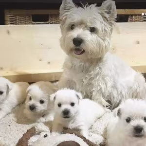 West Highland White Terrier Puppies for Sale in California (CA)