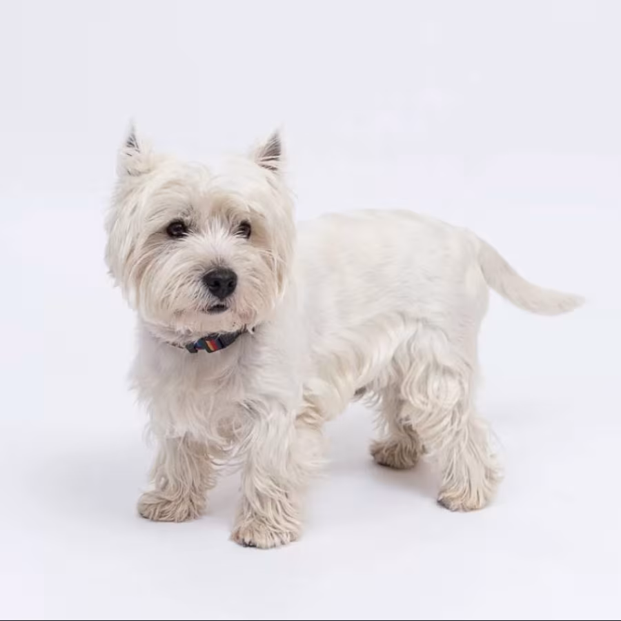 West Highland White Terrier Girl Looking for a Home in Colorado (CO)