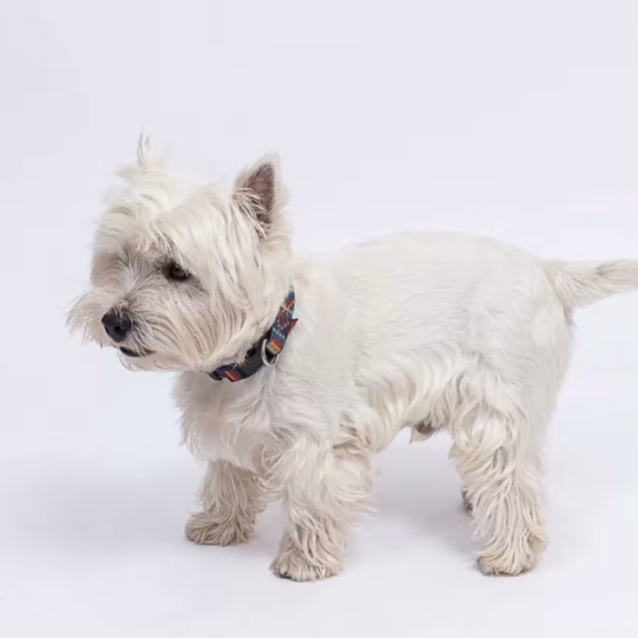West Highland White Terrier Girl Looking for a Home in Colorado (CO)