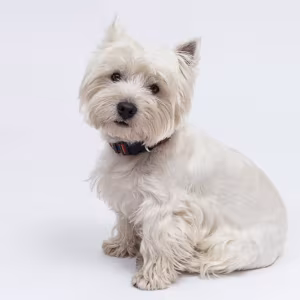 West Highland White Terrier Girl Looking for a Home in Colorado (CO)