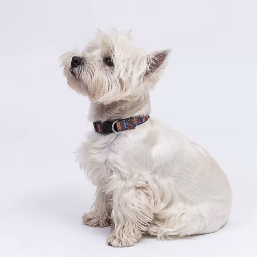 West Highland White Terrier Girl Looking for a Home in Colorado (CO)