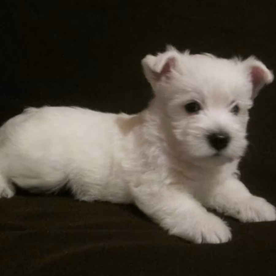 West Highland White Terrier Puppies for Sale in New York (NY)