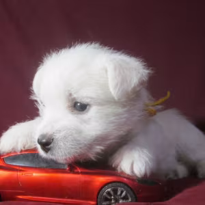 West Highland White Terrier Puppies for Sale in New York (NY)