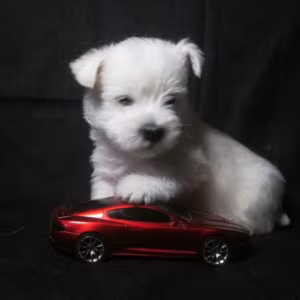 West Highland White Terrier Puppies for Sale in New York (NY)