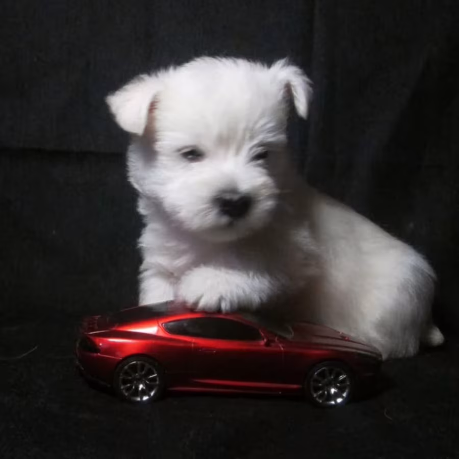 West Highland White Terrier Puppies for Sale in New York (NY)