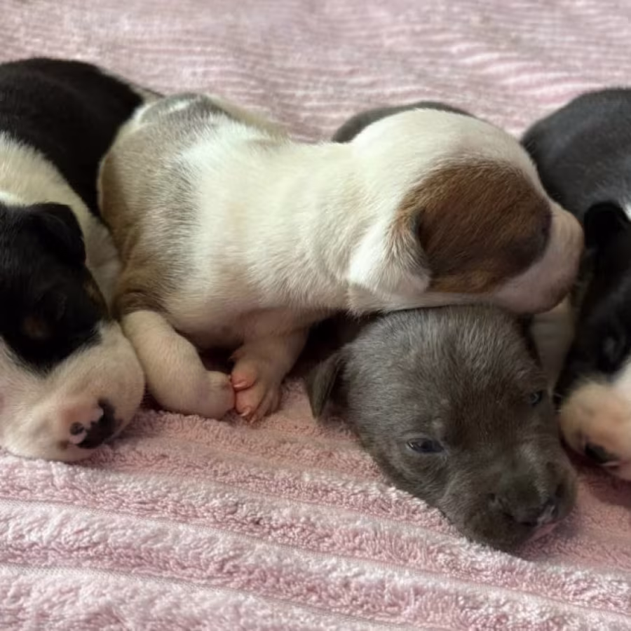 American Pit Bull Terrier Puppies for Sale in Arizona (AZ)