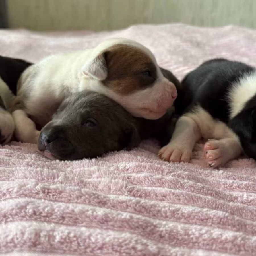 American Pit Bull Terrier Puppies for Sale in Arizona (AZ)